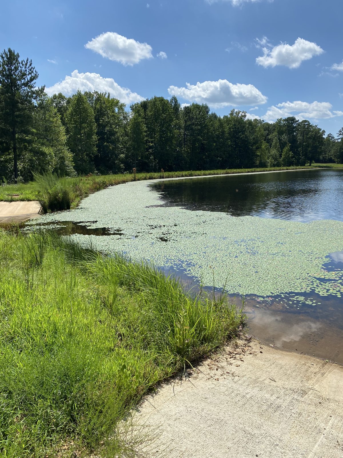 Pond surface covered in watershield before treatment